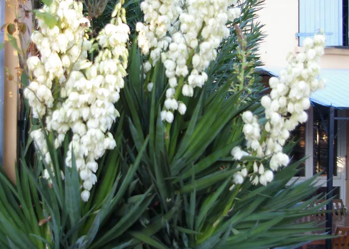 La Cognee فندق مبيت وإفطار 3*